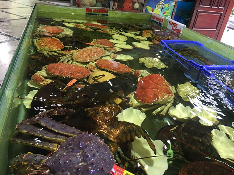 Chiêm ngưỡng và thưởng thức loại Cua TASMANIA lớn nhất và đắt nhất thế giới Chiêm ngưỡng và thưởng thức loại Cua TASMANIA lớn nhất và đắt nhất thế giới